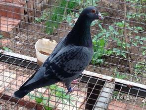 养鸽最新爆料,最新爆料揭秘养鸽界的秘密与变革